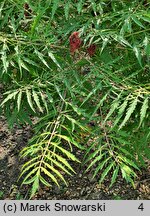 Rhus typhina Baltiger