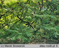 Rhus typhina Baltiger