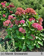 Hydrangea macrophylla Schöne Bautznerin