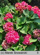 Hydrangea macrophylla Schöne Bautznerin