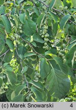 Styrax obassia (styrak okrągłolistny)