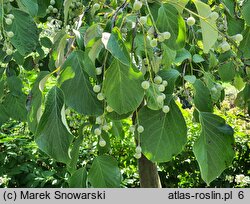 Styrax obassia (styrak okrągłolistny)