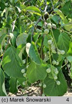 Styrax obassia (styrak okrągłolistny)