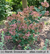 Hydrangea paniculata Polestar