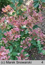 Hydrangea paniculata Polestar