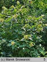 Hydrangea paniculata White Moth