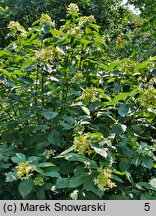 Hydrangea paniculata White Moth