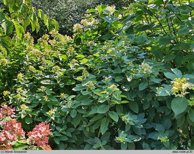 Hydrangea paniculata Dart's Little Dot