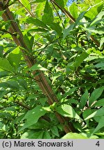 Euonymus alatus Blade Runner