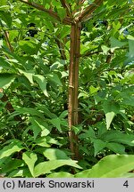 Euonymus alatus Blade Runner