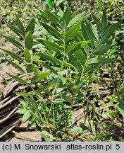 Xanthoceras sorbifolium (kasztanek jarzębolistny)