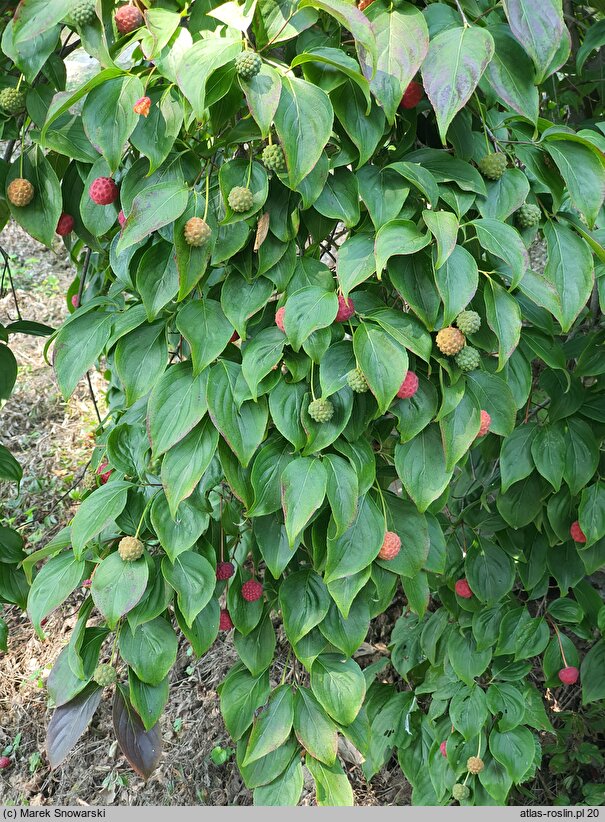 Cornus kousa ssp. chinensis Weaver's Weeping