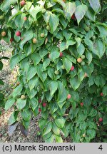 Cornus kousa ssp. chinensis Weaver's Weeping