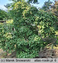 Cornus kousa ssp. chinensis Weaver's Weeping