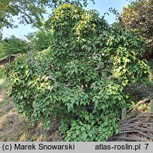 Cornus kousa ssp. chinensis Weaver's Weeping