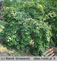 Cornus kousa ssp. chinensis Weaver's Weeping