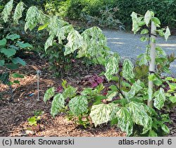 Cercis canadensis Alley Cat