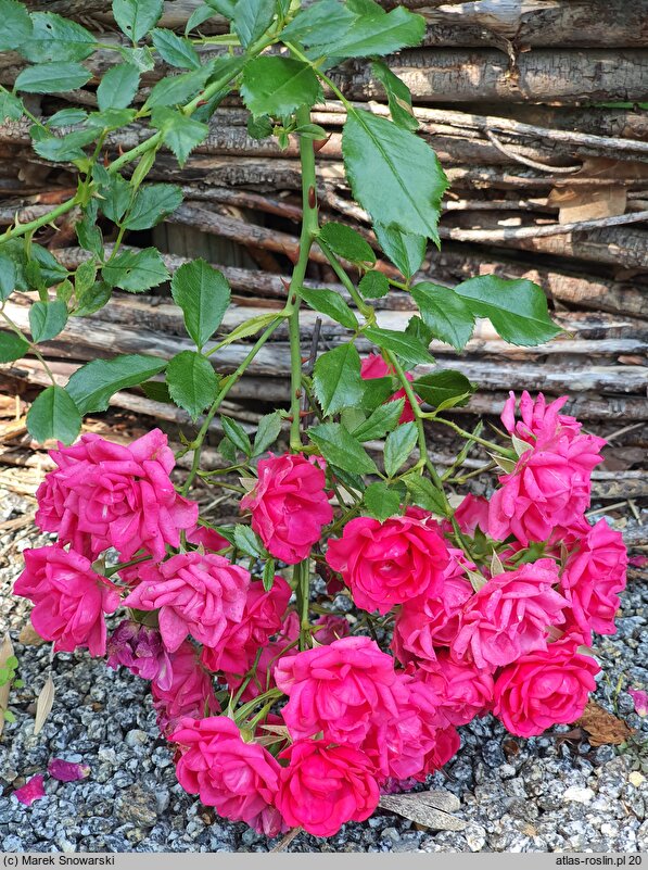 Rosa hort. TANydor