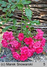 Rosa hort. TANydor