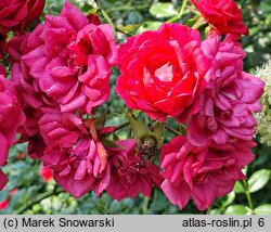 Rosa hort. TANydor