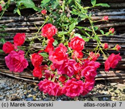 Rosa hort. TANydor