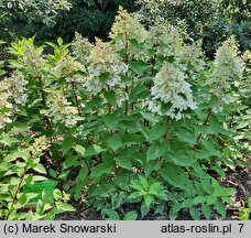 Hydrangea paniculata Pandria