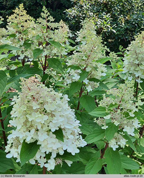 Hydrangea paniculata Pandria