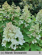 Hydrangea paniculata Pandria