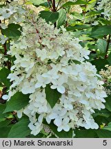 Hydrangea paniculata Pandria