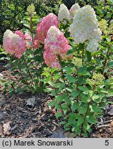 Hydrangea paniculata Pandalus