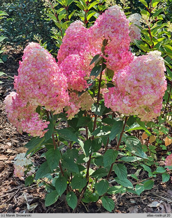 Hydrangea paniculata Pandalus