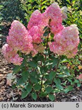 Hydrangea paniculata Pandalus