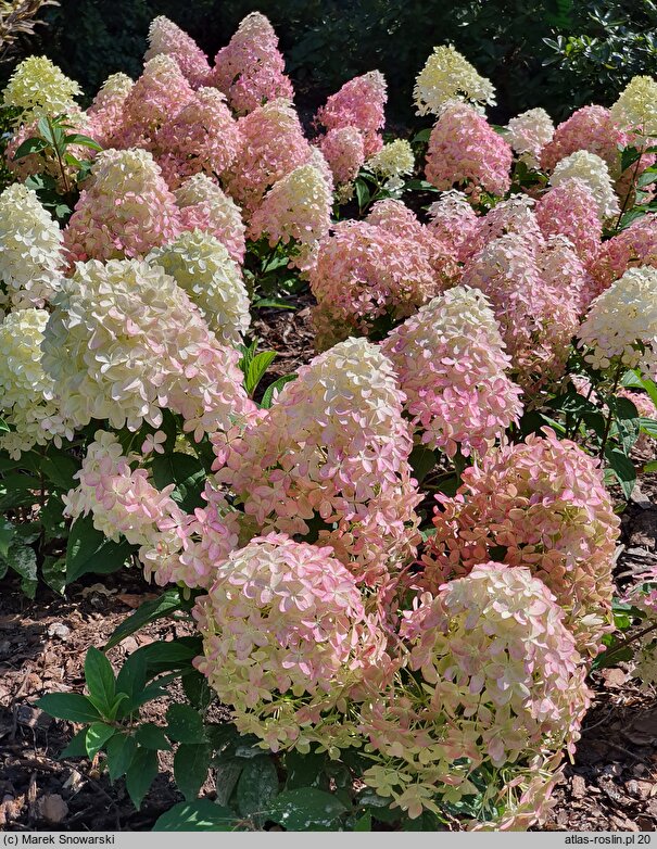 Hydrangea paniculata Panama