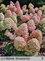 Hydrangea paniculata Panama