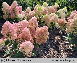 Hydrangea paniculata Panama