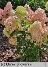 Hydrangea paniculata Panama