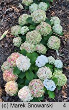 Hydrangea macrophylla Florencia