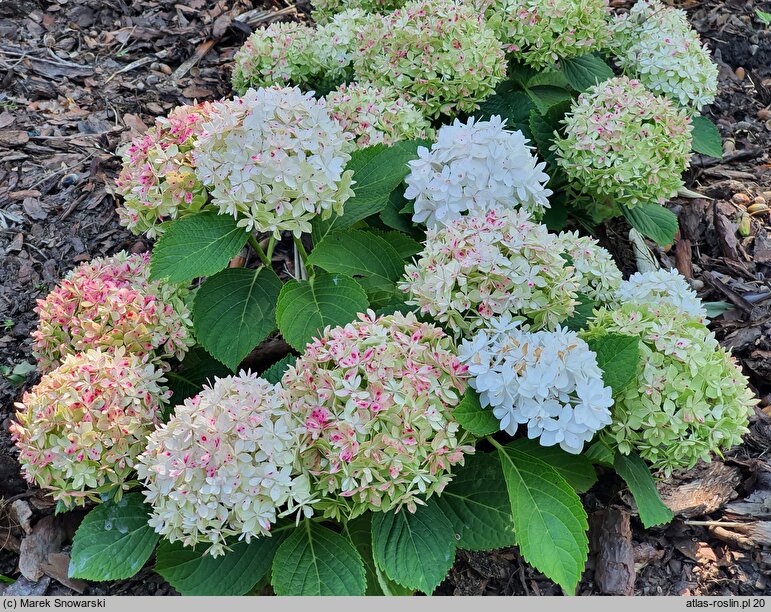 Hydrangea macrophylla Florencia