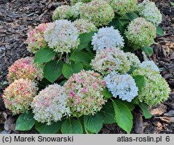 Hydrangea macrophylla Florencia