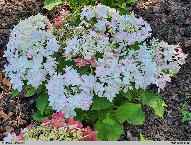 Hydrangea macrophylla Finya