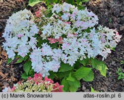 Hydrangea macrophylla Finya