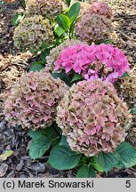 Hydrangea macrophylla Saxon Series Style Pink