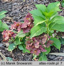 Hydrangea macrophylla Velvet Beauty Purple