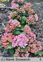 Hydrangea macrophylla Elfy