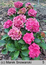 Hydrangea macrophylla Baladia Hot Pink