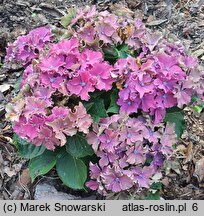 Hydrangea macrophylla Curly Sparkle Blue