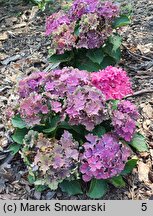 Hydrangea macrophylla Curly Sparkle Blue