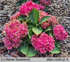 Hydrangea macrophylla Francy Hot Pink