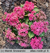 Hydrangea macrophylla Francy Hot Pink