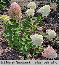 Hydrangea paniculata Skyfall